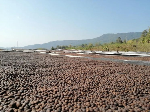 Offshoot Coffee - Yunnan Coffee Collection (4 x 60g)